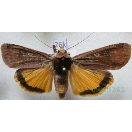 Noctua pronuba (Linnaeus, 1758) Rolnica tasiemka Czech26k